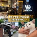 그루밍공화국 | 《애니멀공화국》 청주 운천동 고양이카페 다녀온 후기🐈👍❤ 웨이팅 적은 시간대,주말웨이팅