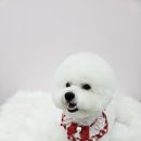 이쁜멍멍 이미지