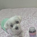 해피포우 이미지