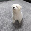 누리애견미용 이미지