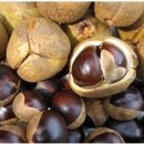 마로니에 이미지