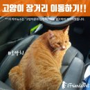 치즈카드 이미지