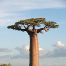 바오밥 나무 (Baobab Tree) 이미지