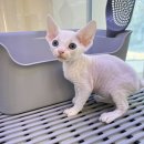 미유펫 강아지분양 고양이분양 부천점 이미지