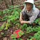 삼연유통 | 강원도 산양삼, "6년근 1만 개"의 진실...싸고 많은 이유가 있었다
