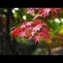 Autumn&#39;s Embrace (가을의 포옹)............ 이미지