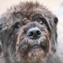 파트라슈 이미지