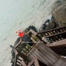 동백쉐이리 이미지