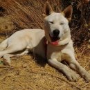 개발바닥 이미지