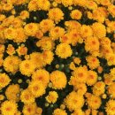 산업로주유소 이미지