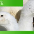 마늘오리 이미지