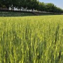 보리&보리 이미지