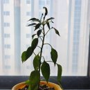 산이일품국밥 | 고령장터 소구레국밥 먹고 장보기 후기
