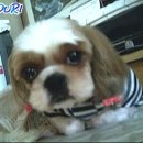 강쥐 Daum카페