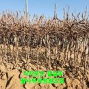 (주)거봉 | 주기 병충해방제 지베릴닌처리 가지치기 캠벨포도 거봉포도(자옥) 샤인머스켓 루비로망 청포도 가지포도...