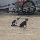 관매도(관호) 이미지