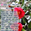 불같은 사랑도 시들면 아프다 이미지