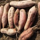 선우농장 이미지