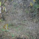 어채골 Daum카페