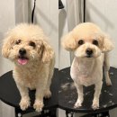 곱슬강아지 | 대전 강아지미용, 곱슬푸들 푸들 클리핑 전/후 테디컷