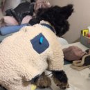 도그아이 이미지