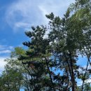 왕돈까스, 왕냉면 이미지