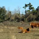 용수충혼묘지 이미지