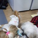 몽몽쓰 이미지