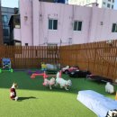 댕댕가르텐 강아지애견유치원호텔 이미지