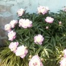 시골마당 이미지