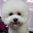 아담스펫살롱 이미지