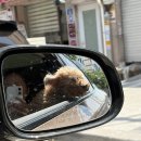 (내돈내산) 강원도 가평 클릭캠핑장 애견동반 후기_D5사이트 2박3일