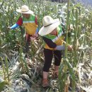 서구 자원봉사센터(7) 이미지