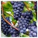 김삿갓농장 이미지