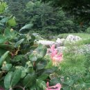 꽃향기민박 이미지