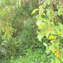 보리수약국 이미지