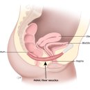 내장기 도수치료(Visceral Manipulation) 이미지