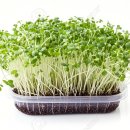 새싹슈퍼 이미지