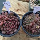 호산나화원 이미지