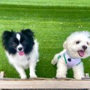 도그앤스테이 이미지