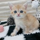 내방안 고양이 이미지