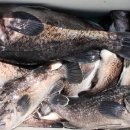 피쉬팩토리 이미지