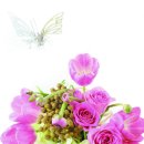 애플그린 이미지