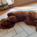 아름드리동물병원 이미지