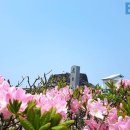 "봄 여행을 산나물과 함께 즐긴다?"... 봄과 가장 잘 어울리는 국내여행지 4곳 이미지
