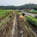 고추 방제와 잡초 삭제(220804) 이미지