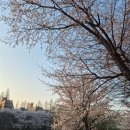 덕우2교 다리 밑 | 서울 양재천 벚꽃 개화 상황, 거의 만개!! + 추천 위치 코스