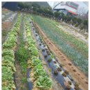 전평원 참한고기 이미지