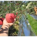 거창-고제-15 이미지