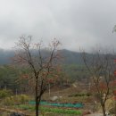 곡성-015 Daum카페